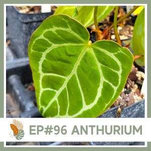 Ep#96: Anthurium- Plant Bio