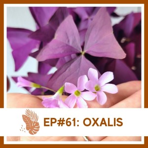 Ep#61: Oxalis- Plant Bio