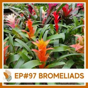 Ep#97: Bromeliads- Plant Bio