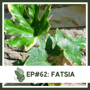 Ep#62: Fatsia- Plant Bio