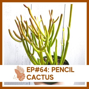 Ep#64: Pencil Cactus- Plant Bio