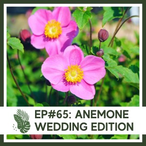 Ep#65: Anemone- Wedding Edition