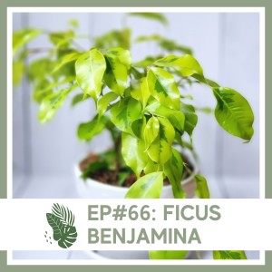 Ep#66: Ficus benjamina- Plant Bio