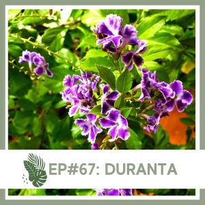Ep#67: Duranta- Plant Bio
