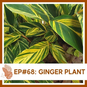 Ep#68: Ginger Plant- Plant Bio