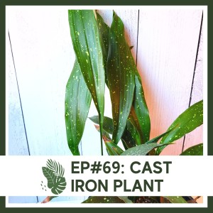 Ep#69: Cast Iron Plant- Plant Bio