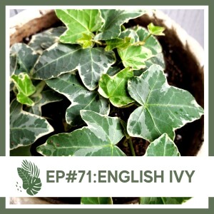 Ep#71: English Ivy- Plant Bio