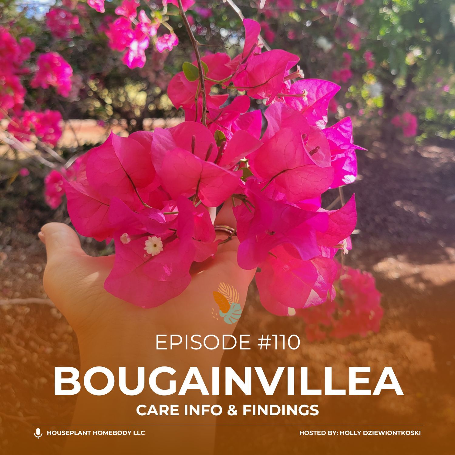 Ep#110: Bougainvillea