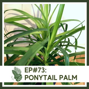 Ep #73: Ponytail Palm- Plant Bio