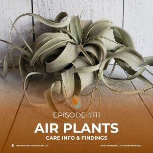 Ep# 111: Air Plants
