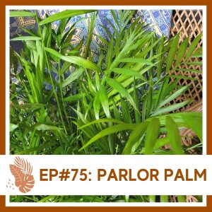 Ep#75: Parlor Palm- Plant Bio