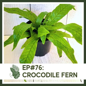 Ep#76: Crocodile Fern- Plant Bio