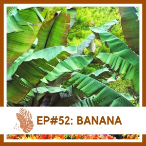 Ep#52: Banana- Plant Bio