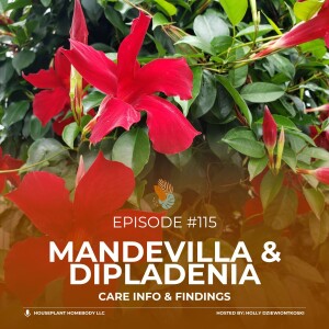 Ep#115: Mandevilla & Dipladenia