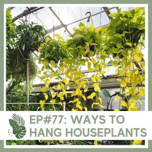 Ep#77: Ways to Hang Houseplants