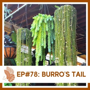 Ep#78: Burro’s Tail- Plant Bio