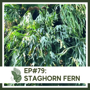 Ep#79: Staghorn Fern- Plant Bio