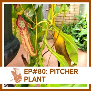 S1 Ep80: Pitcher Plant- Plant Bio