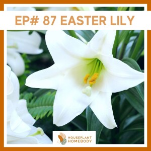 Ep#87: Easter Lily- Plant Bio