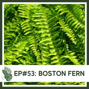 Ep#53: Boston Fern- Plant Bio