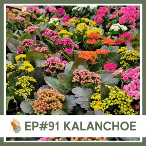 Ep#91- Kalanchoe- Plant Bio