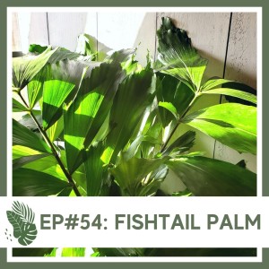 Ep#54: Fishtail Palm- Plant Bio