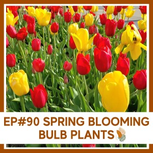 Ep#90- Spring Blooming Bulb Plants