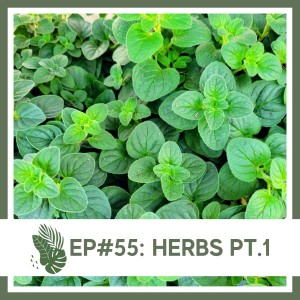 Ep#55: Herbs Pt.1- Care and Basic Growing