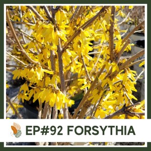 Ep#92: Forsythia- Landscape Plant Bio