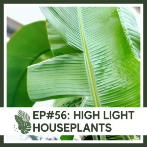 Ep#56: High Light Houseplants