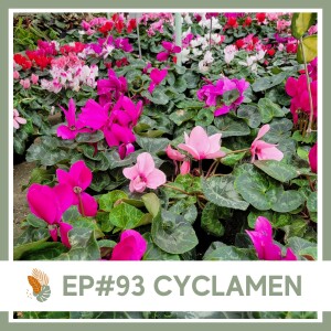 Ep#93 Cyclamen- Plant Bio