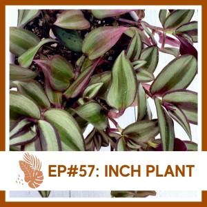 Ep#57: Inch Plant- Plant Bio