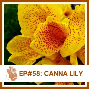 Ep# 58: Canna Lily-Plant Bio