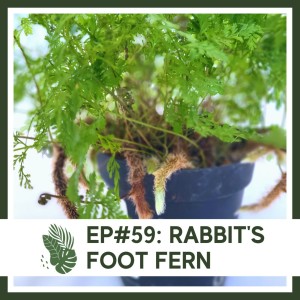 Ep#59: Rabbit’s Foot Fern- Plant Bio