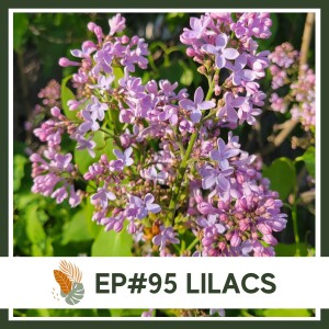 Ep#95: Lilac- Landscape Plant Bio