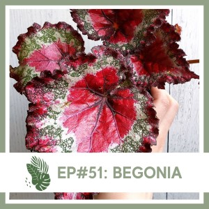 Ep#51: Begonia- Plant Bio