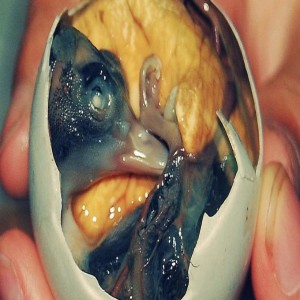 Wrapped in Delicacy