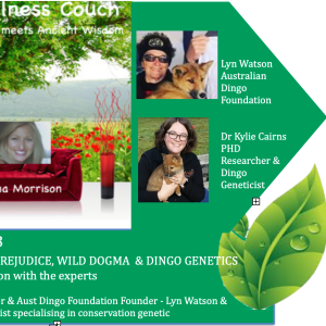 The Wellness Couch - Episode #115 - Team Dingo with Lyn Watson, Australian Dingo Foundation and Dr Kylie Cairns PHD, Dingo Geneticist- Politics, Prejudice, Wild Dogma, Dingo Geneticist