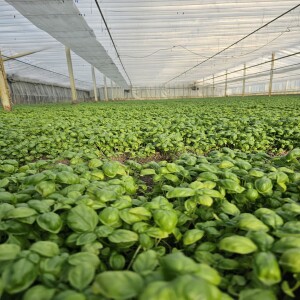 Genovese Basil PDO: a Ligurian delicacy