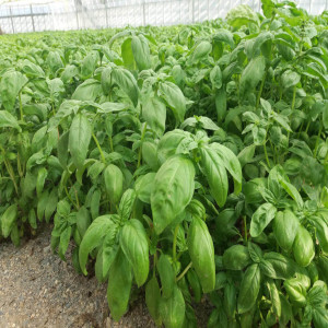 GENOESE BASIL PDO A LIGURIAN EXCELLENCE