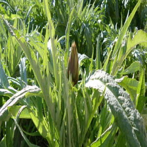 THE CULTIVATION OF ARTICHOKES IN OUR FARM