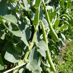 THE PRODUCTION OF BROAD BEANS IN THE OPEN FIELD