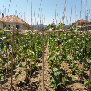 The cultivation of trumpet zucchini of Albenga