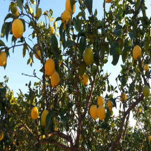 HOW THE LEMONS ARE GROWN IN OUR FARM