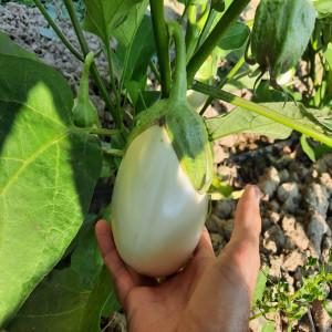 Our white eggplant production