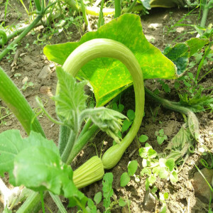 La coltivazione delle zucchine trombetta di Albenga