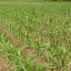 In the Field Update for Nitrogen/Weeds in Corn | Stand assessments on Soybeans | May 19, 2023