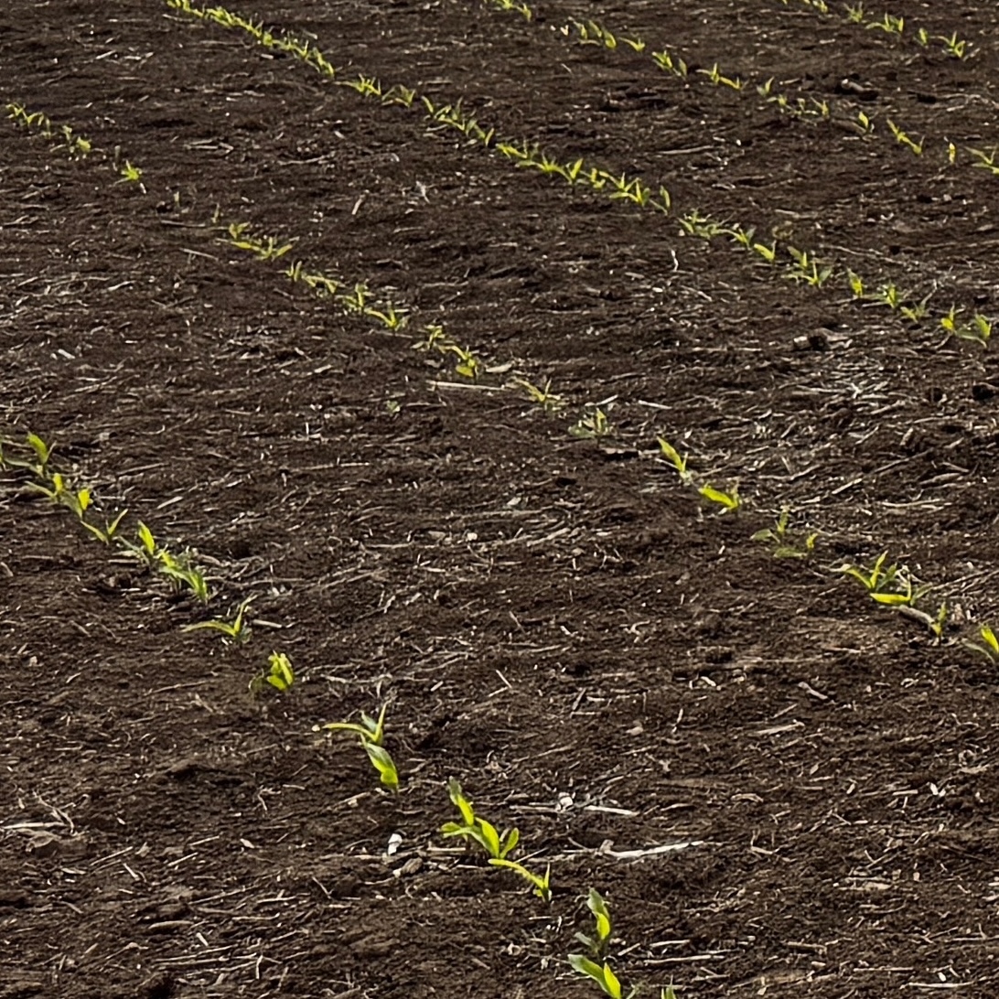 Corn reminders on nitrogen, weeds, and diseases | April 2025 Update in the Field