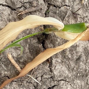 Management of the young corn crop | Early Weather, pests, and fertilizer topics