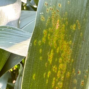 Corn late season update on disease and crop potential